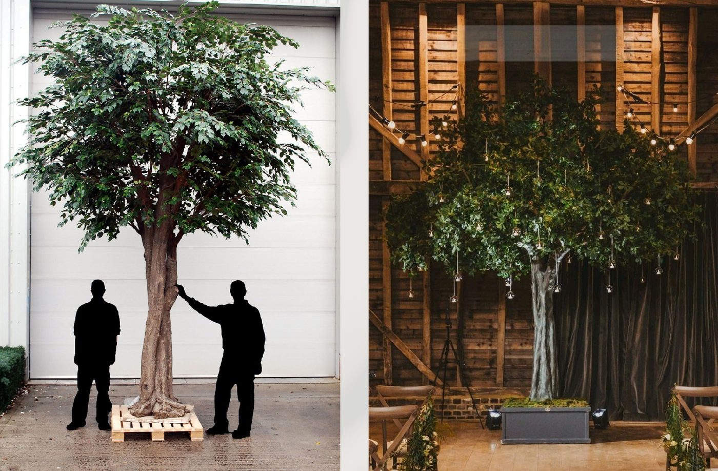 12 ft canopy ficus tree